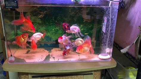 2尺缸可以養幾隻金魚|[閒聊] 魚缸到底可以養多少魚